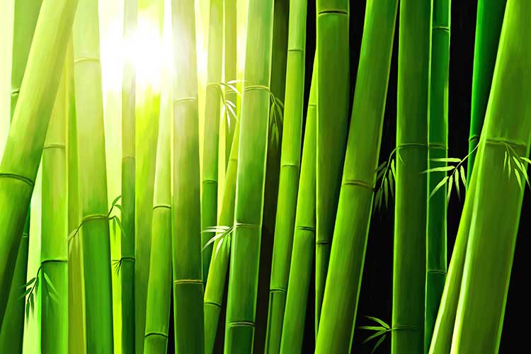 Bamboo-CP2059.jpg