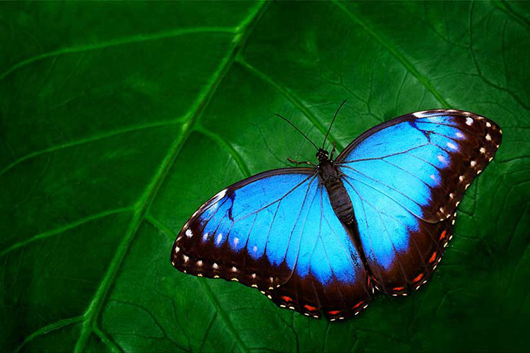 Vastu Butterfly Painting