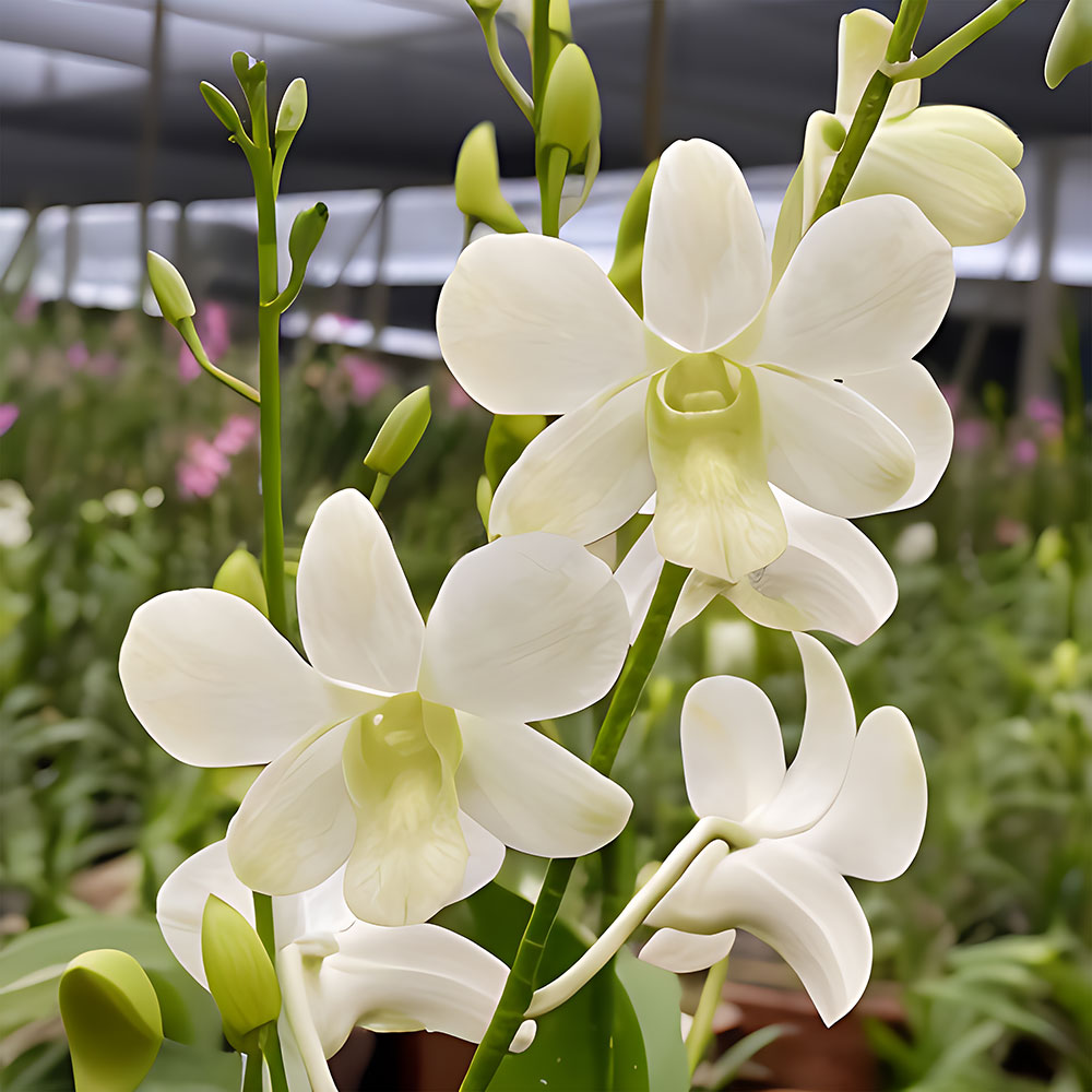 Orchid_CP105.jpg