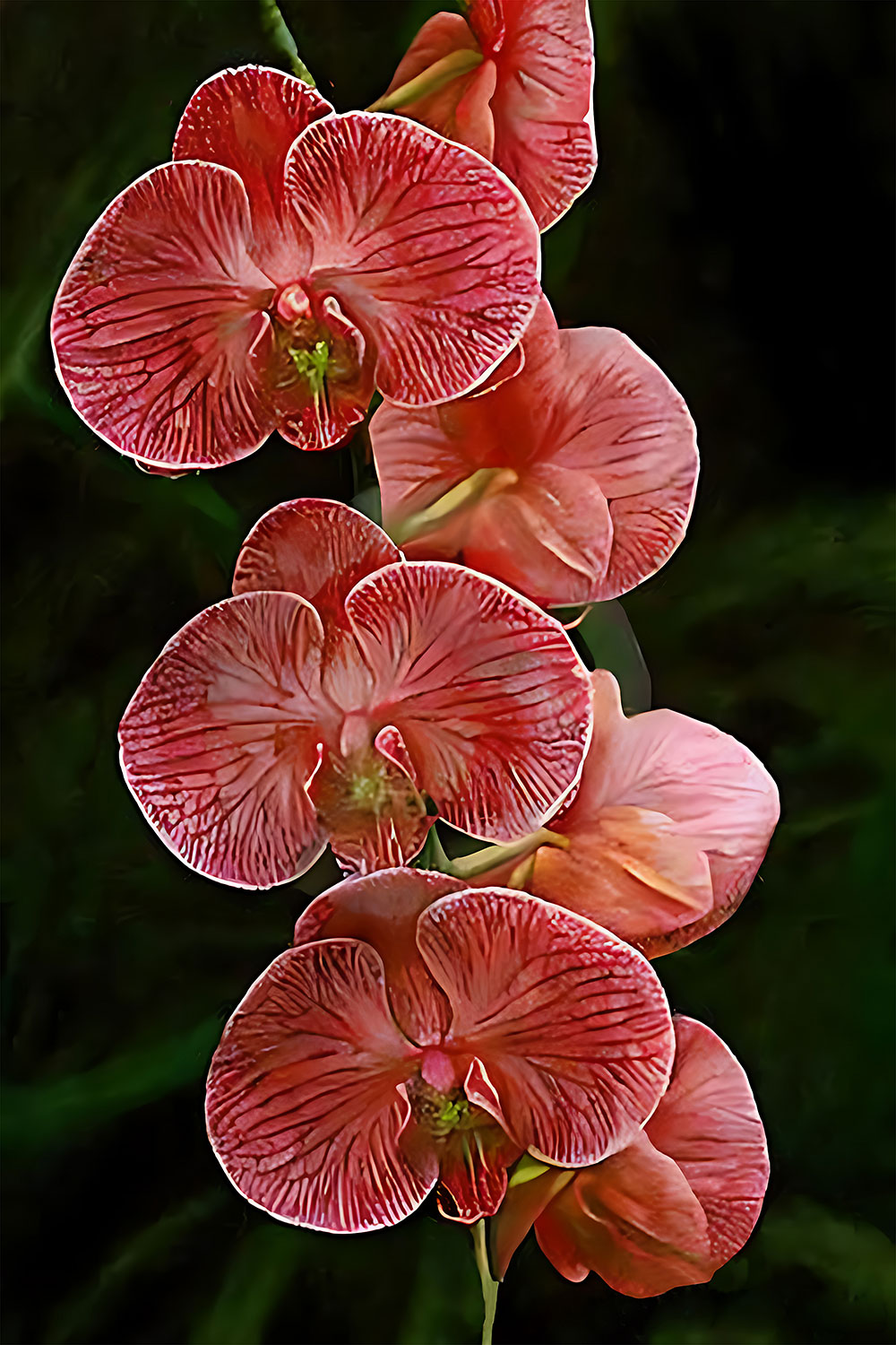 Orchid_CP110.jpg