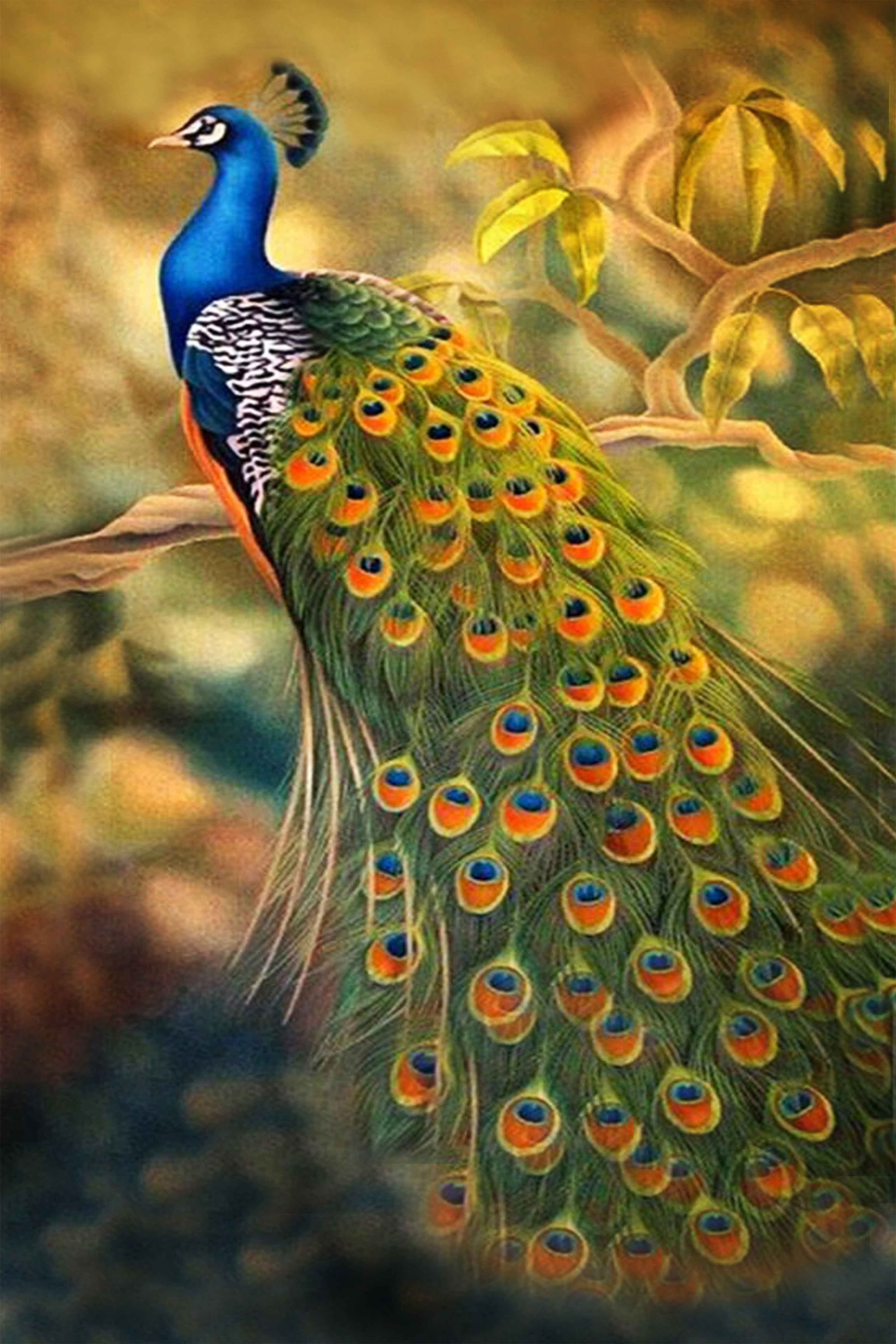 Peacock_CP114.jpg