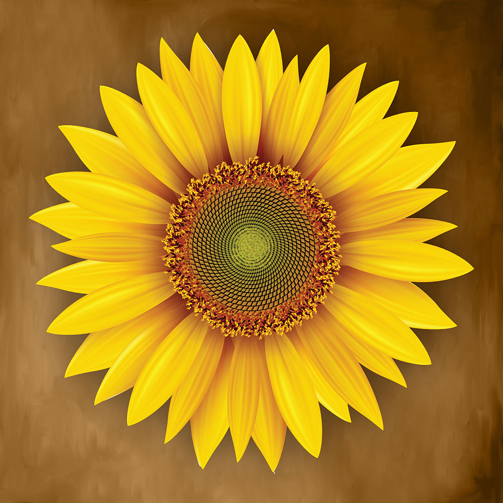 Sunflower_CP112.jpg