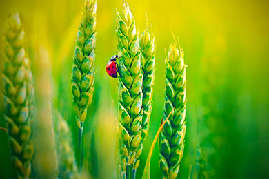 Fields with Crops Prosperity and Abundance