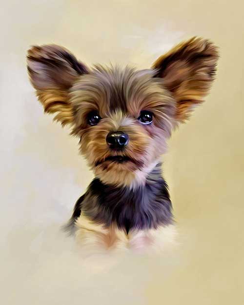 CP_Portrait-Pet_1.jpg