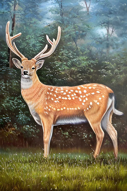 Deer-CP111.jpg