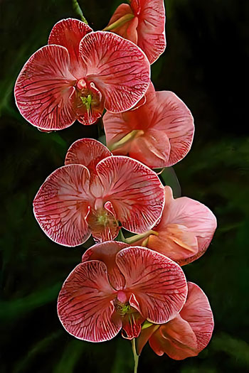 Vastu Orchid